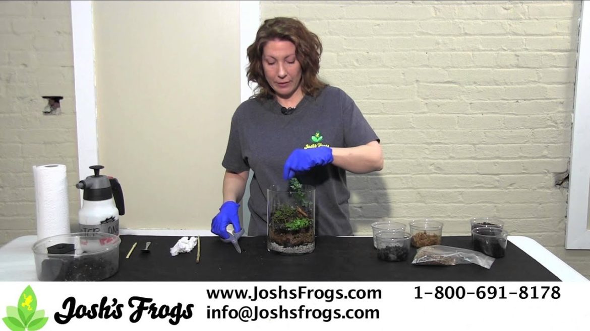 How to Care for your Terrarium, Container Garden, or Fairy Garden