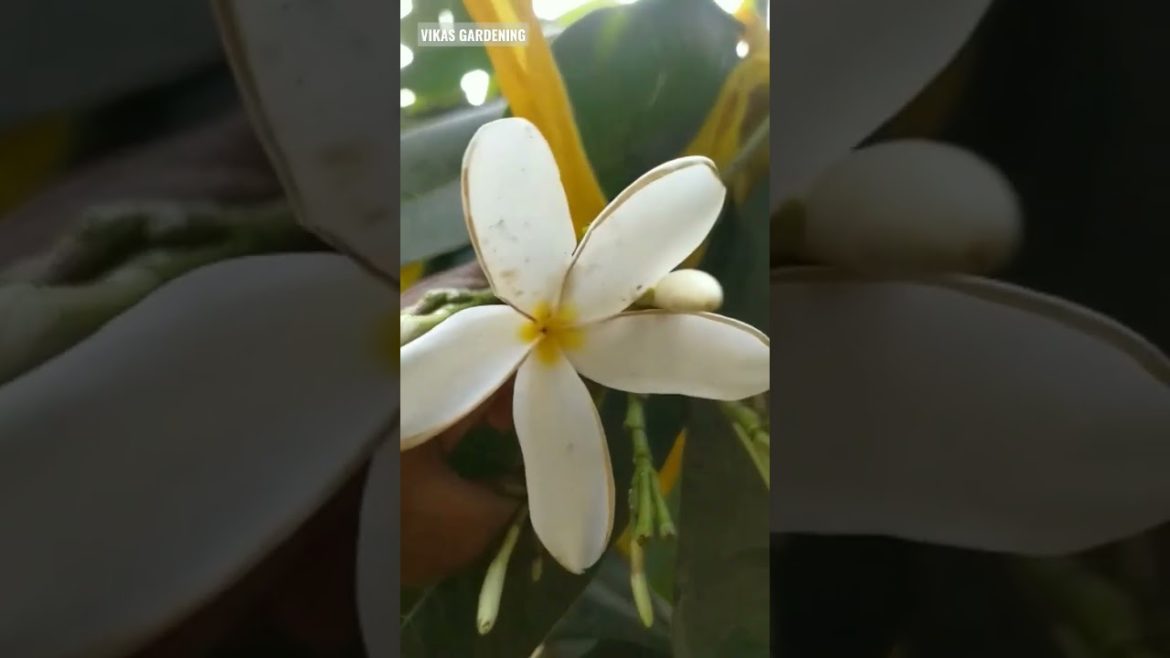 Beautiful Champa flower | Vikas Gardening | Fragrance | #shorts #plumeria #flowering