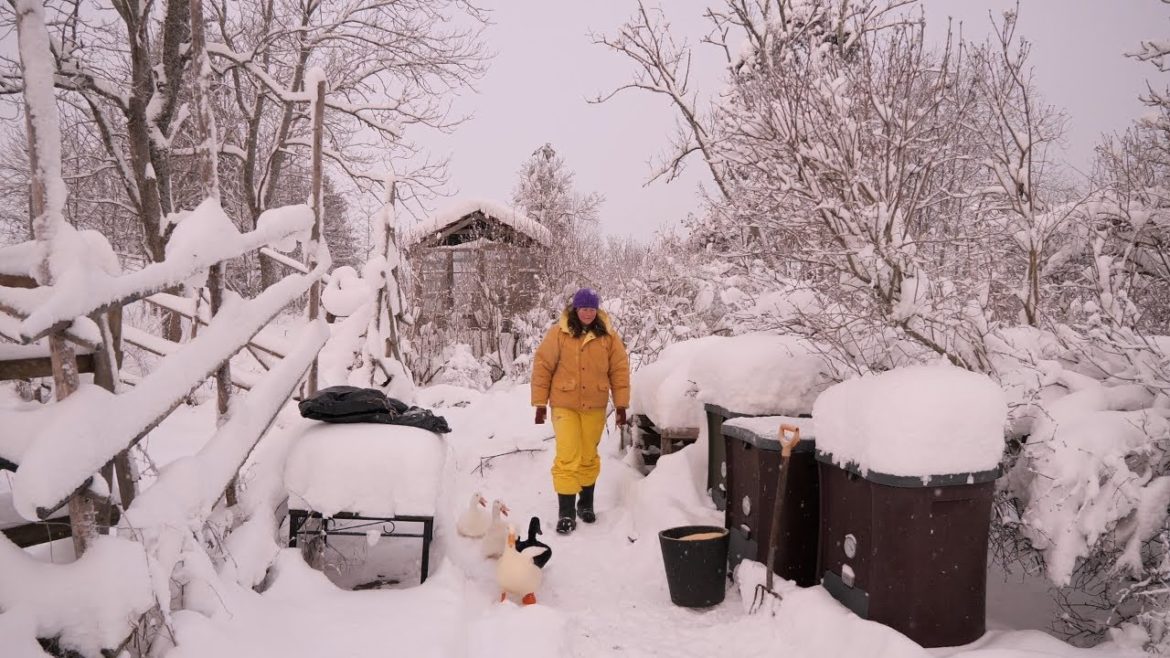 It's not even cold! (-12°C) | Heritage home in Finland