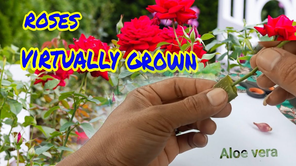 How to grow roses quickly#gardening #tips