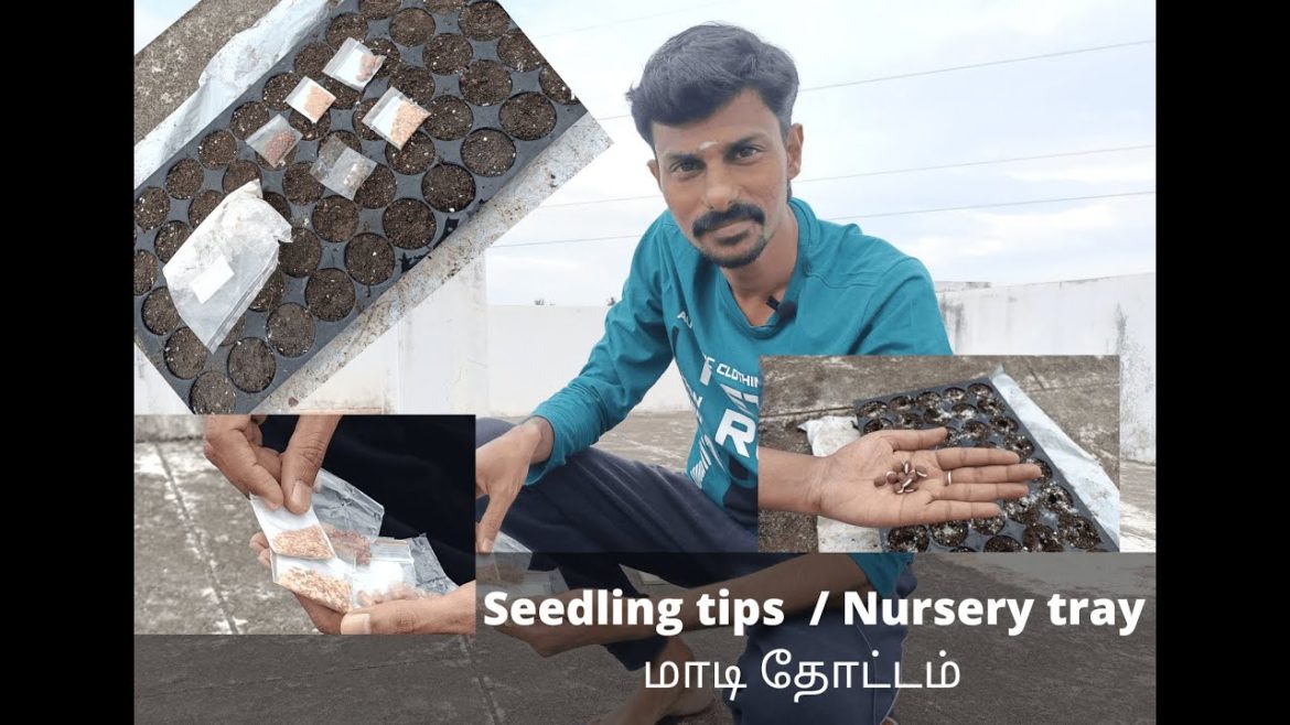 Seedling tips | plant garden | Maadithottam ideas in Tamil | terrace garden #plantgrowth #garden