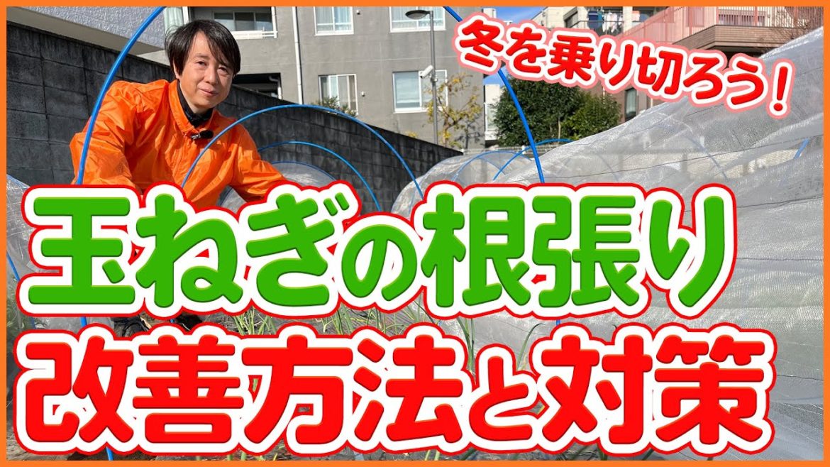 家庭菜園や農園の玉ねぎ栽培で玉ねぎの根張り改善方法と対策!冬を乗り切る玉ねぎの育て方を徹底解説!/Tips for growing onions taught by Japanese farmers. 家庭菜園や農園の玉ねぎ栽培で玉ねぎの根張り改善方法と対策!冬を乗り切る玉ねぎの育て方を徹底解説!/Tips for growing onions taught by Japanese farmers.