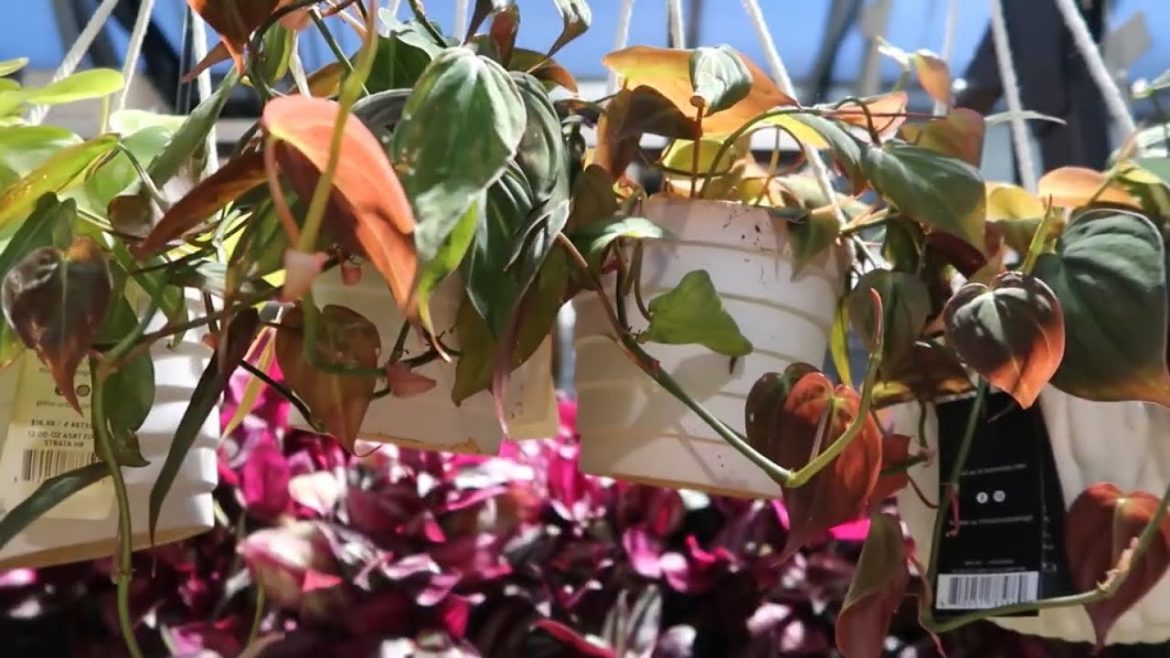 🪴🪴🪴 Fresh Display of Different Indoor Plants @lowes 🪴🪴🪴