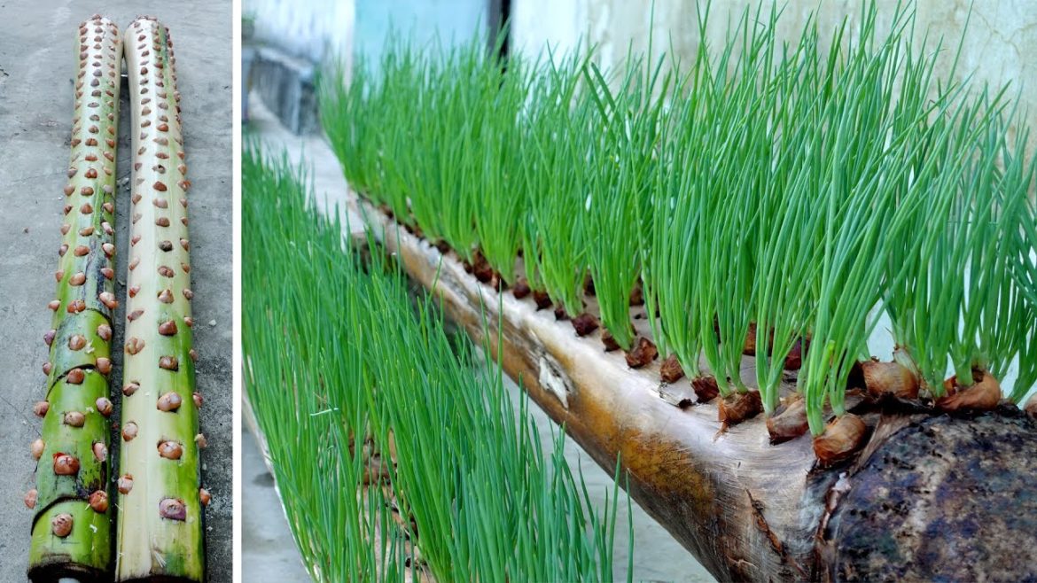 Growing Onions in a Banana tree, the most creative and unique ideas