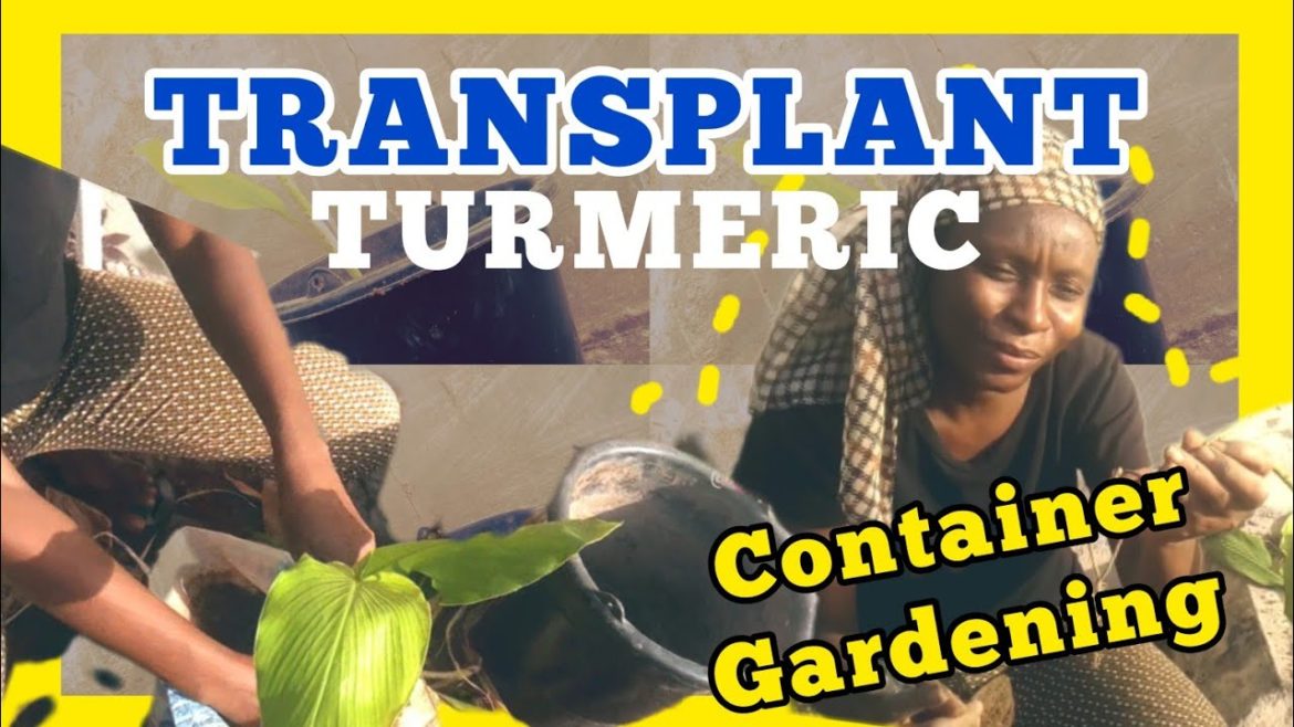Turmeric Seedlings Transplant Like A Pro Farmer | Container Gardening | Backyard Farm Turmeric Seedlings Transplant Like A Pro Farmer | Container Gardening | Backyard Farm