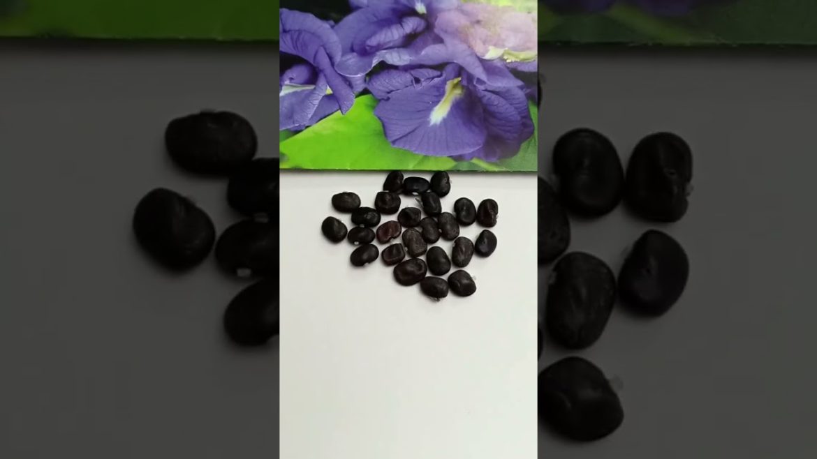 Butterfly Pea Seeds Unpack and Planting Info #gardening #hydroponics #gardeningtips