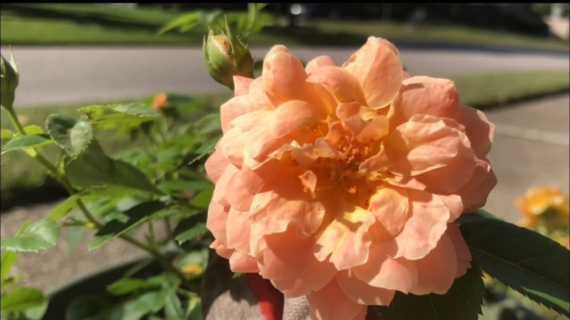 “At Last” roses in Central Florida front yard garden