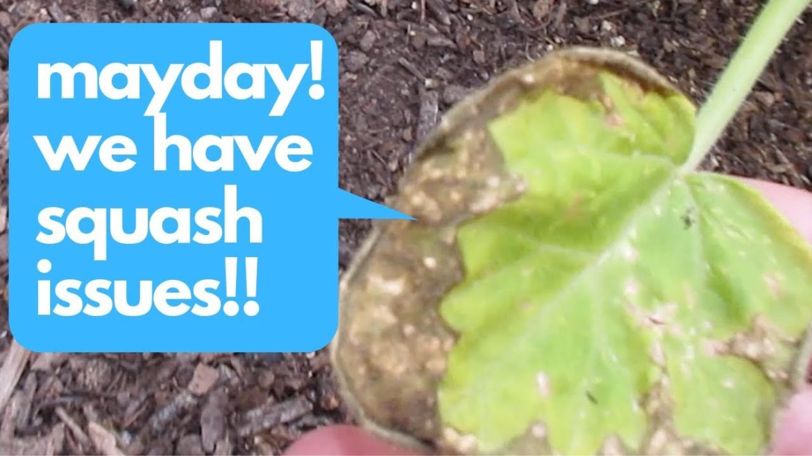 Yellowing Squash leaves  in our Zone9b Arizona Backyard Garden Wk5