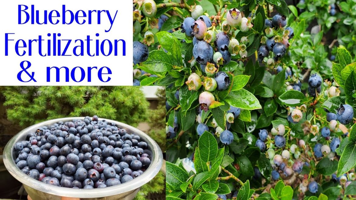 Blueberry Fertilization for better yield, health and growth | Front yard garden | Harvesting Blueberry Fertilization for better yield, health and growth | Front yard garden | Harvesting