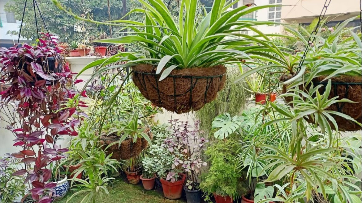 12 Hanging baskets of tough plants which will be with you for years together