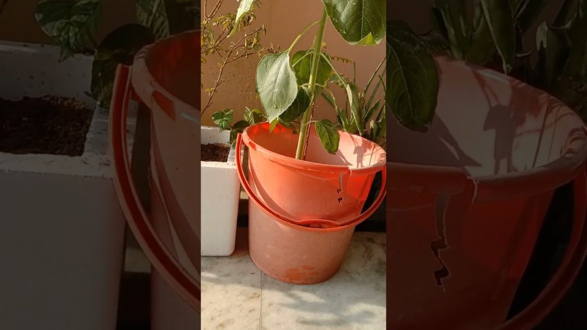 Gardening tips, reuse old stuff #shorts #reuse #gardening #diy #oldstuff #tips #lifehacks