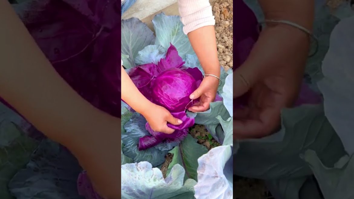Purple Cabage vegetable