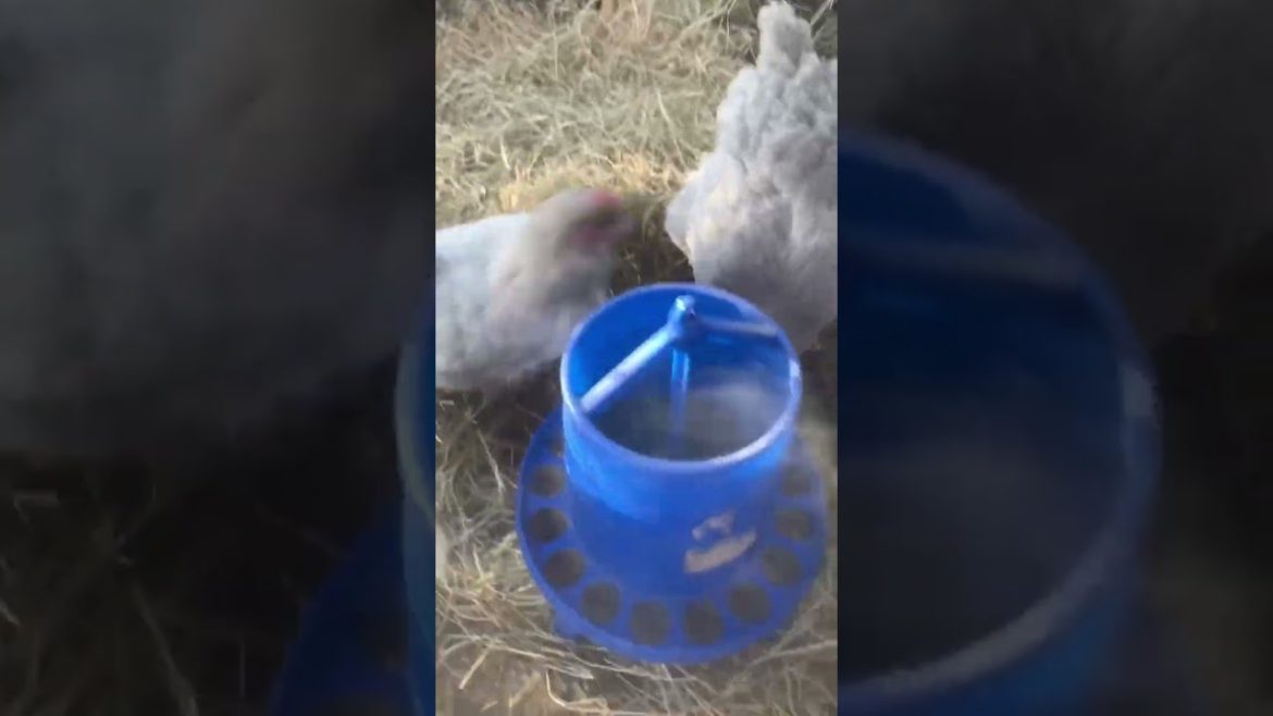 Feeding Chickens in the Cold⁉️ 🥶 #trending #shorts #raisingchickens Feeding Chickens in the Cold⁉️ 🥶 #trending #shorts #raisingchickens