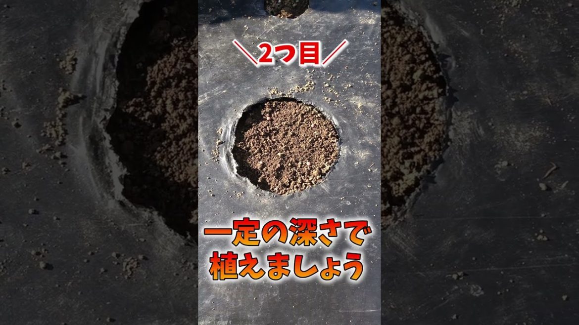 家庭菜園でやりたい!大根栽培で大根を1穴で2倍収穫する方法! #shorts / Tips for making multiple radishes in one hole. 家庭菜園でやりたい!大根栽培で大根を1穴で2倍収穫する方法! #shorts / Tips for making multiple radishes in one hole.