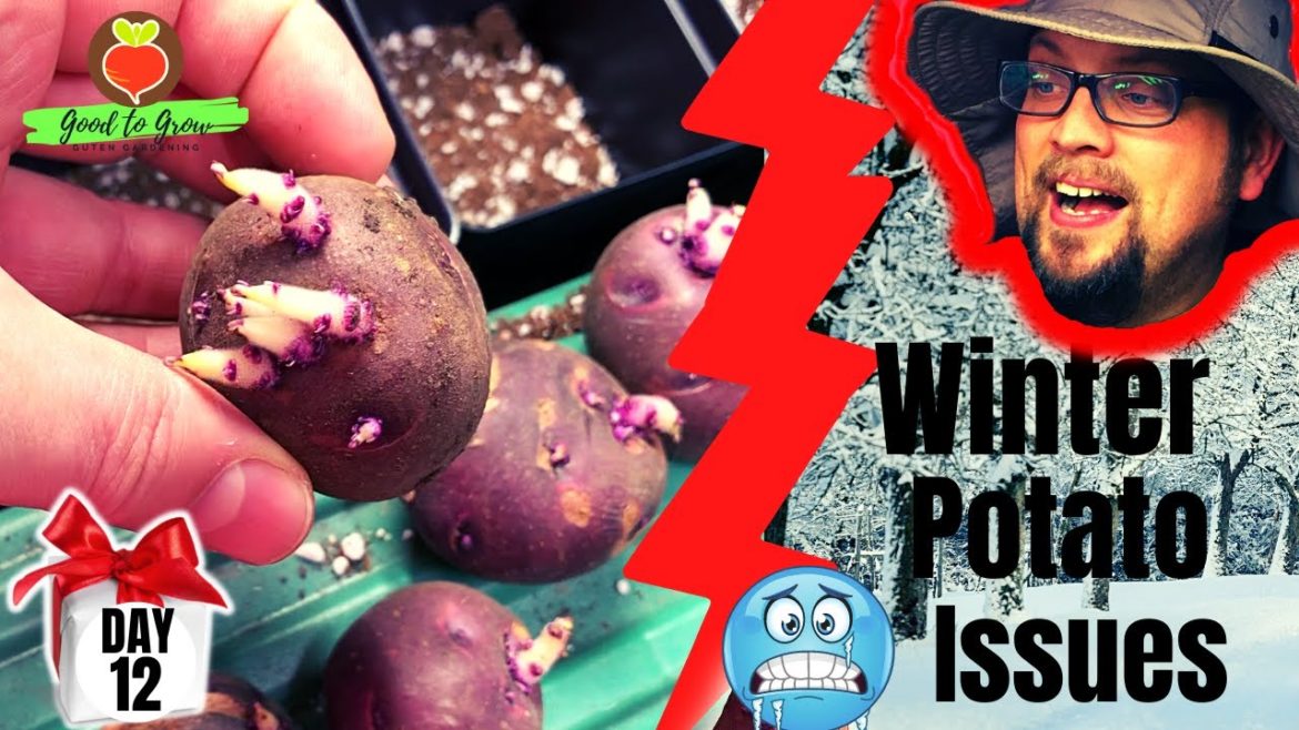 It's Winter Outside and Our Potatoes Are Sprouting! - and it's DAY 12 of our 31 Days of Giving!