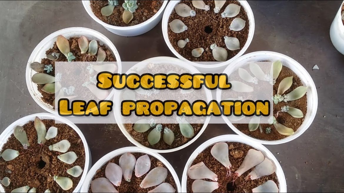 || UPDATE ON SUCCESSFUL LEAF PROPAGATION SO FAR || LEAF PROPAGATION ||
