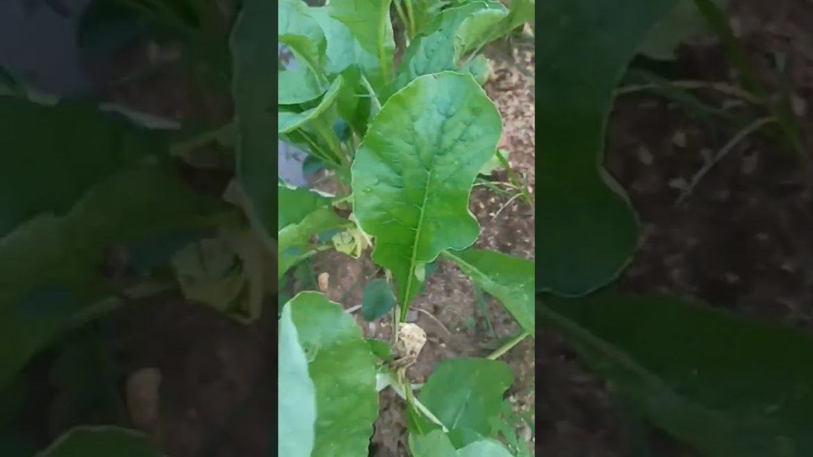 new garden tips/garden all'plants in home/terrace garden tips #shorts #km #2023 #gardeningtips#guava