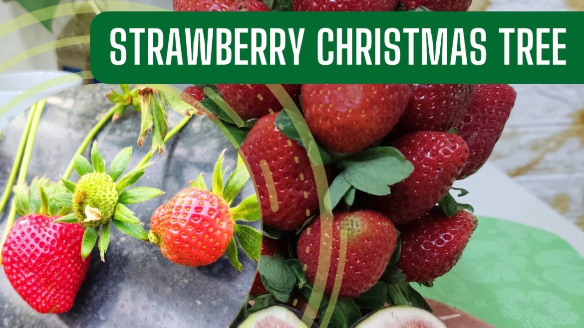 DIY Strawberry Christmas Tree