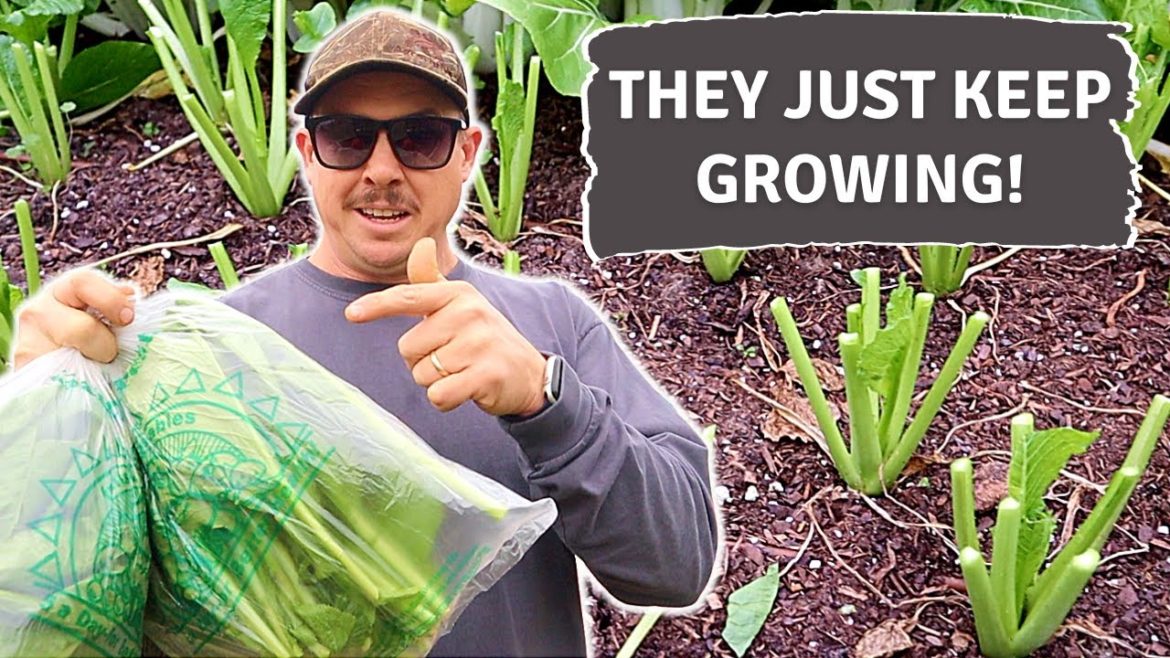 YOU CAN'T KILL THESE PLANTS! YOU CAN'T KILL THESE PLANTS!