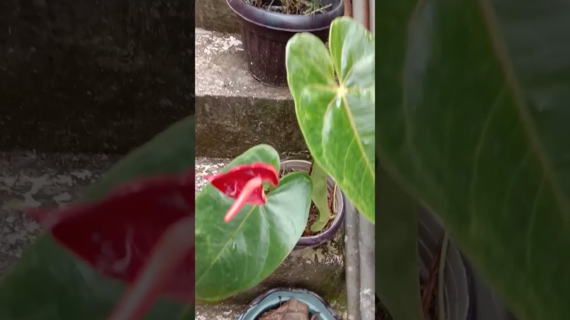 Rooftop Garden: Sneak Peak of Some of my Plants