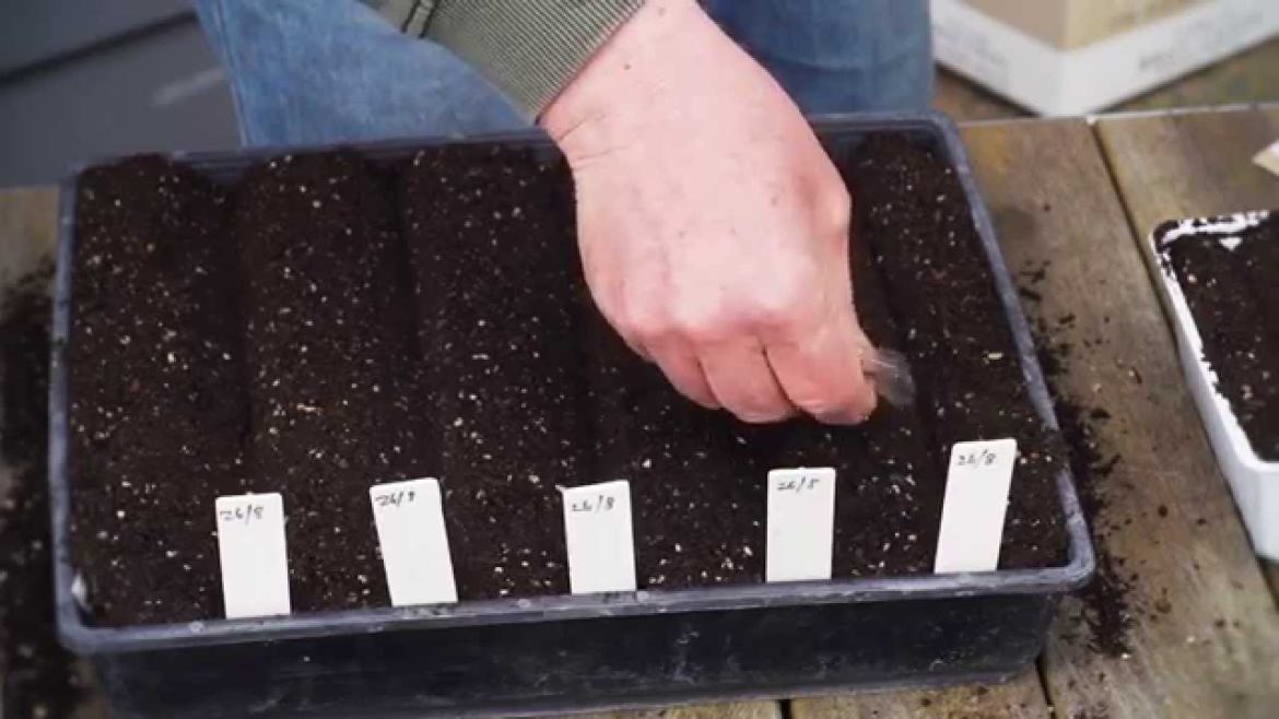 Seed Sowing (Focus on Tomato Seeds) | Organic Edible Garden