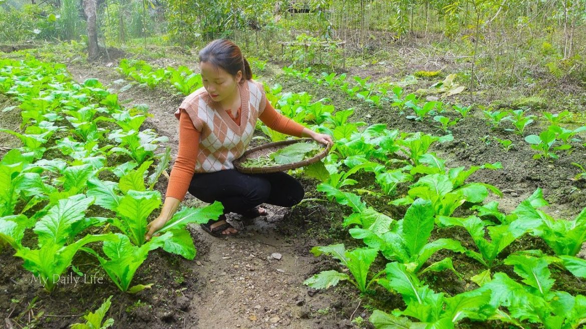 Hien have a nice green organic vegetable garden and a delicious meal. My Daily Life Ep. 131