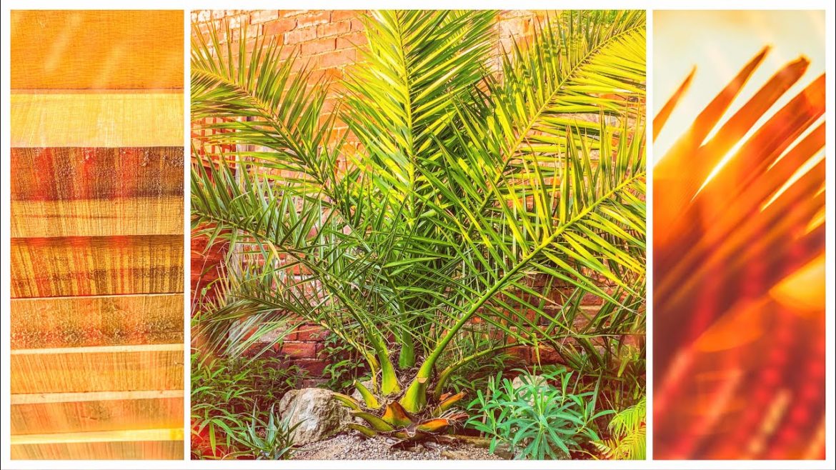 Garden Spring Plans 2022 - Exotic Palms, Small Tropical Greenhouse & Green Oak Decking Ideas
