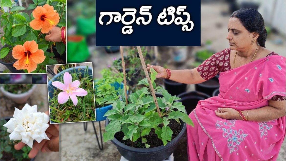 పూత,కాత తో గార్డెన్ కళకళలాడడానికి simple tips | telugu garden tips పూత,కాత తో గార్డెన్ కళకళలాడడానికి simple tips | telugu garden tips