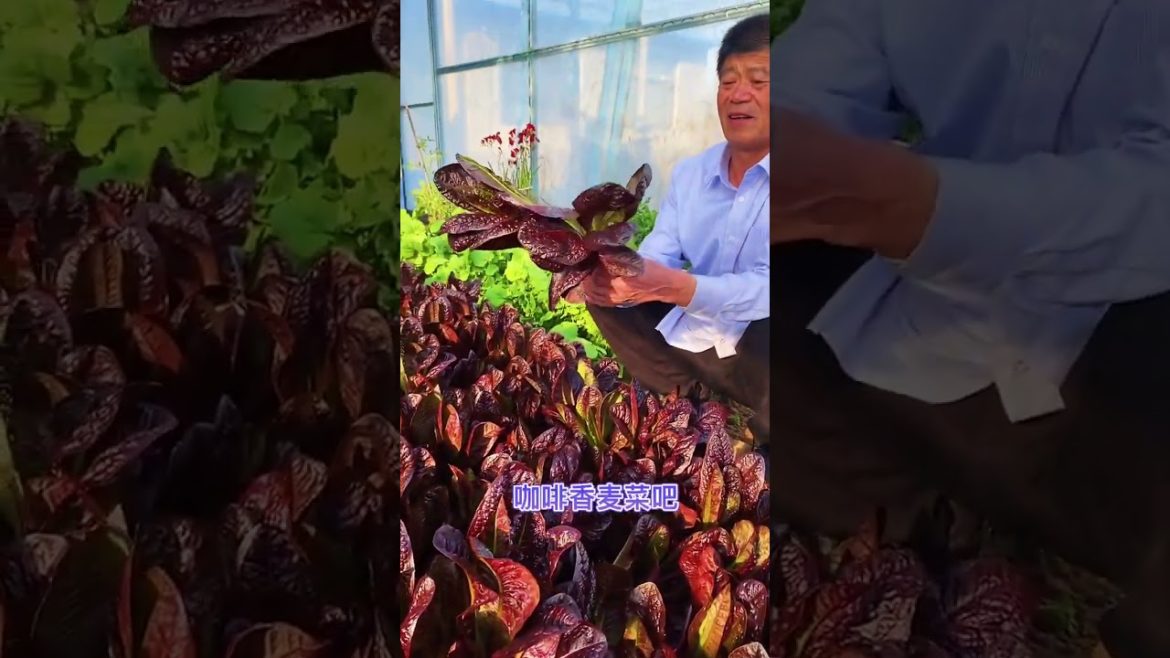 how to growth vegetable #naturalgarden how to growth vegetable #naturalgarden