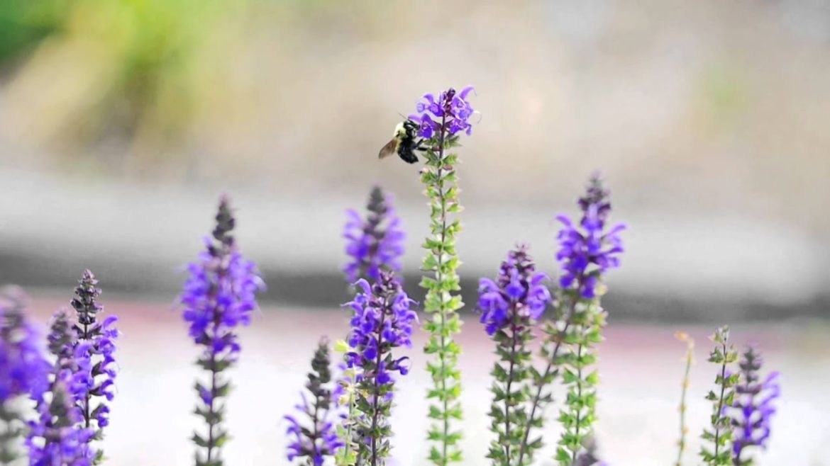 Garden TIps Pollinators