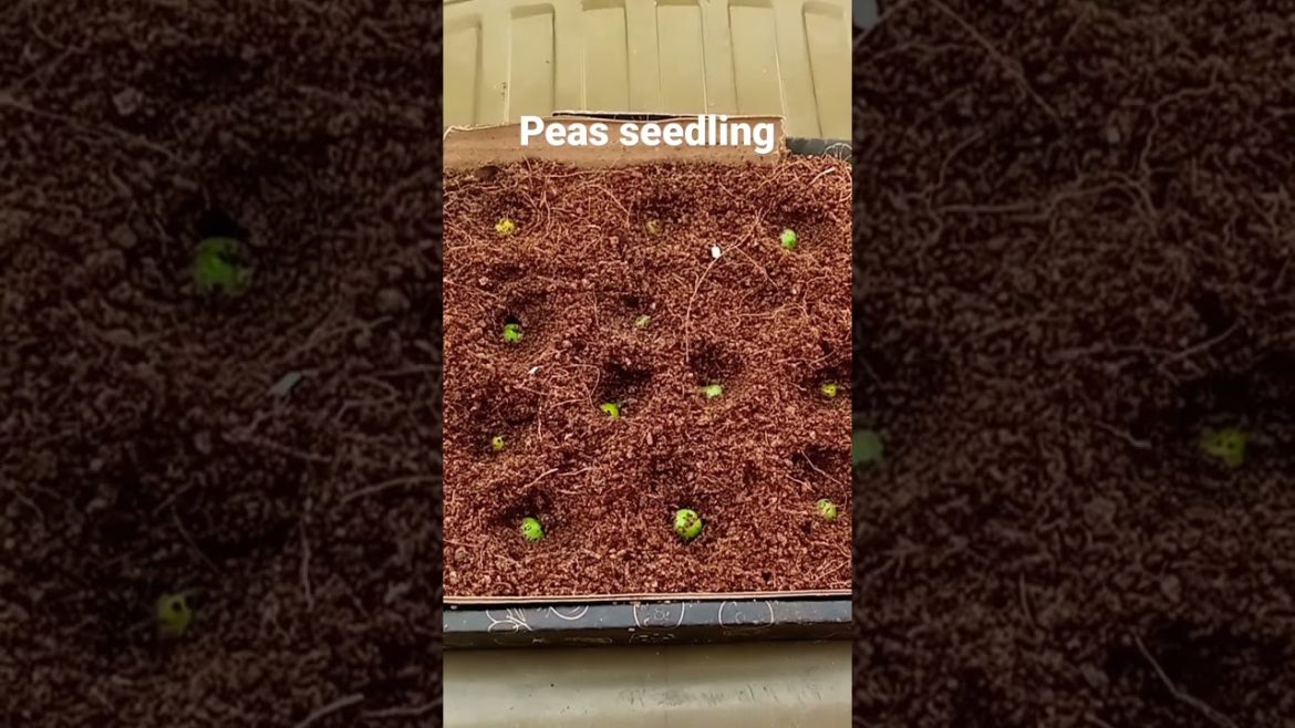 peas seedling in pizza box #peas #seed #gardeningtips #shortvideo #youtubeshorts