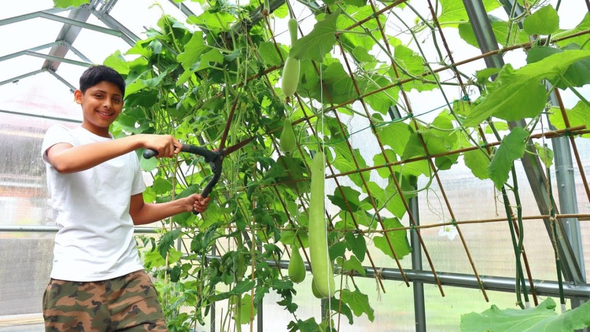 Garden tips & Update - Chopping Down Our Khodu Plant