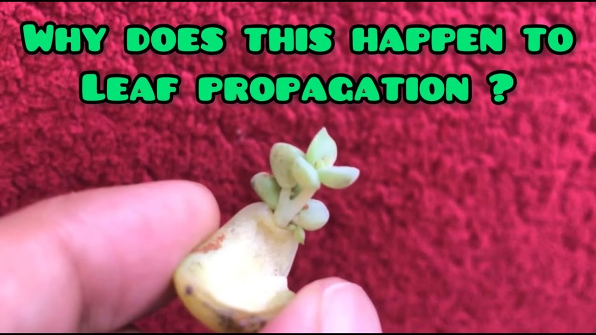 || WHY DOES THIS HAPPEN TO LEAF PROPAGATION ||