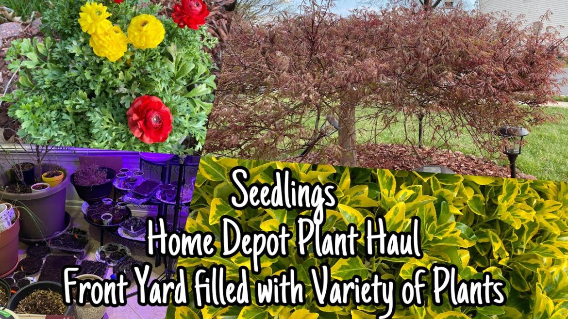 Front Yard Garden Tour |Seedlings Update | Home depot Plant Haul| మరుగుజ్జు చెట్టు |Flowering Plants