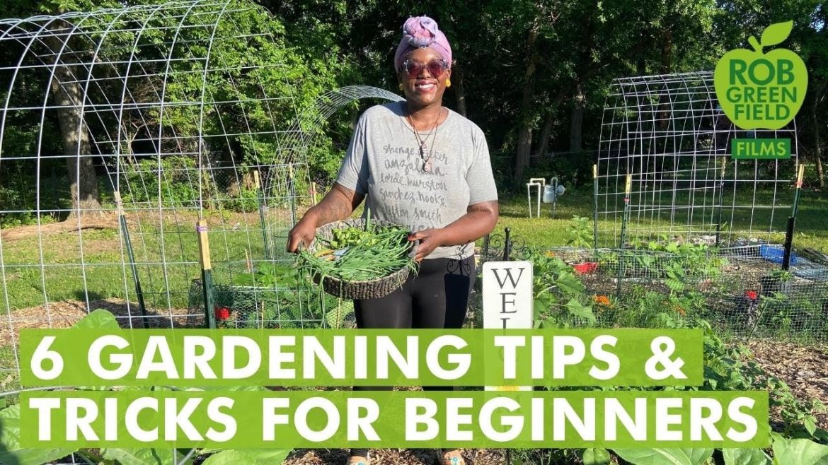 6 Gardening Tips and Trick for Beginners 6 Gardening Tips and Trick for Beginners