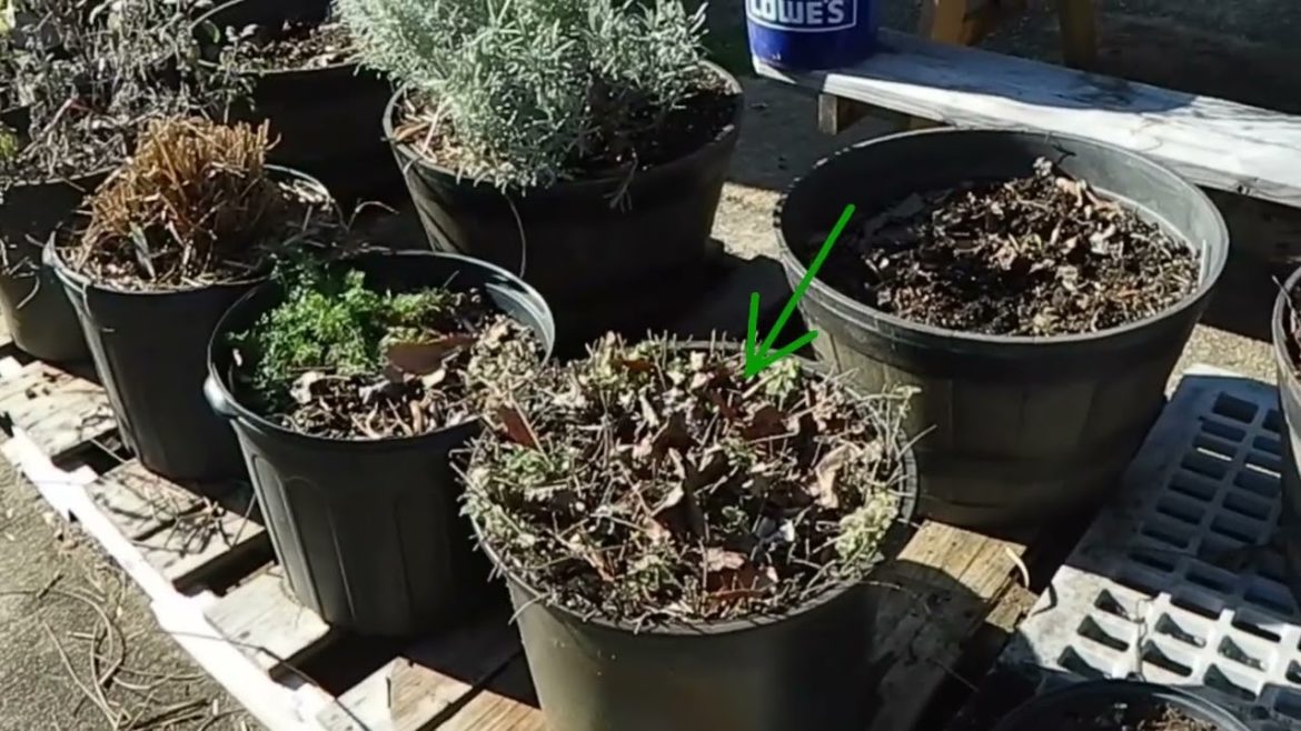 Herb Gardening In Zone 7