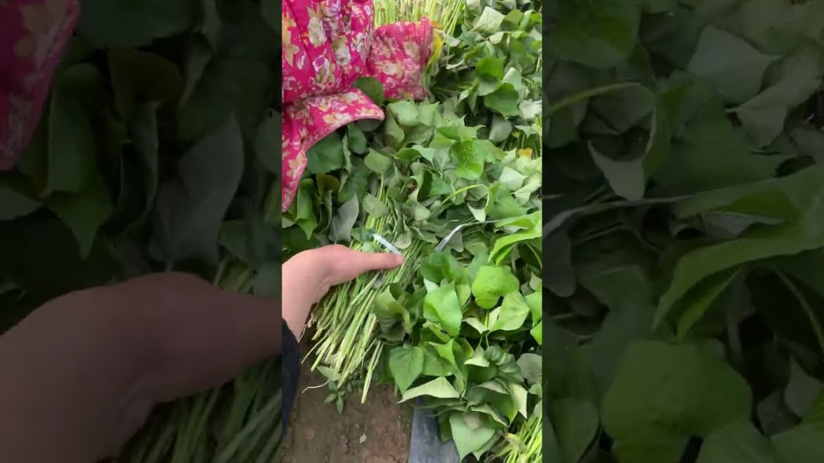 How to remove and Acne Treatment For Skin Blackhead On The Skin Of Young Girl