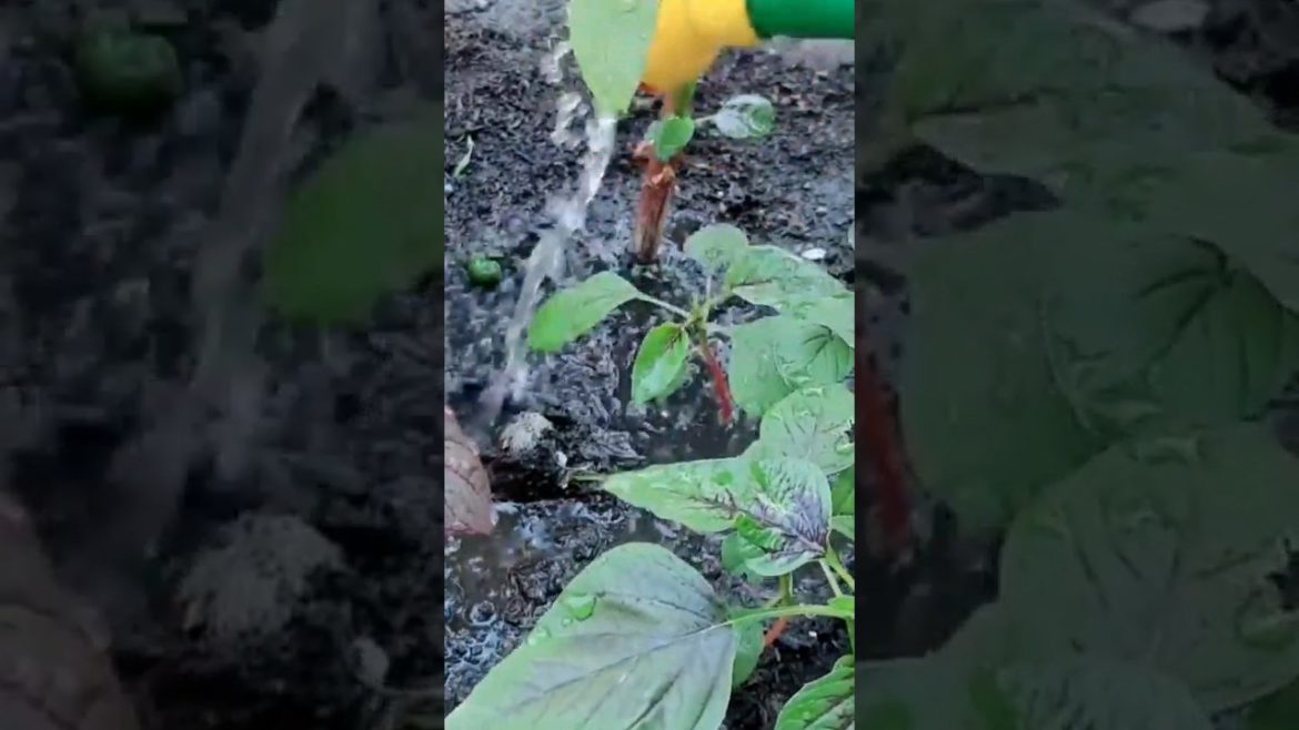 ചീര കൂടുതൽ വിളവിന് #krishitips #gardentips #usefulsnippets #shorts