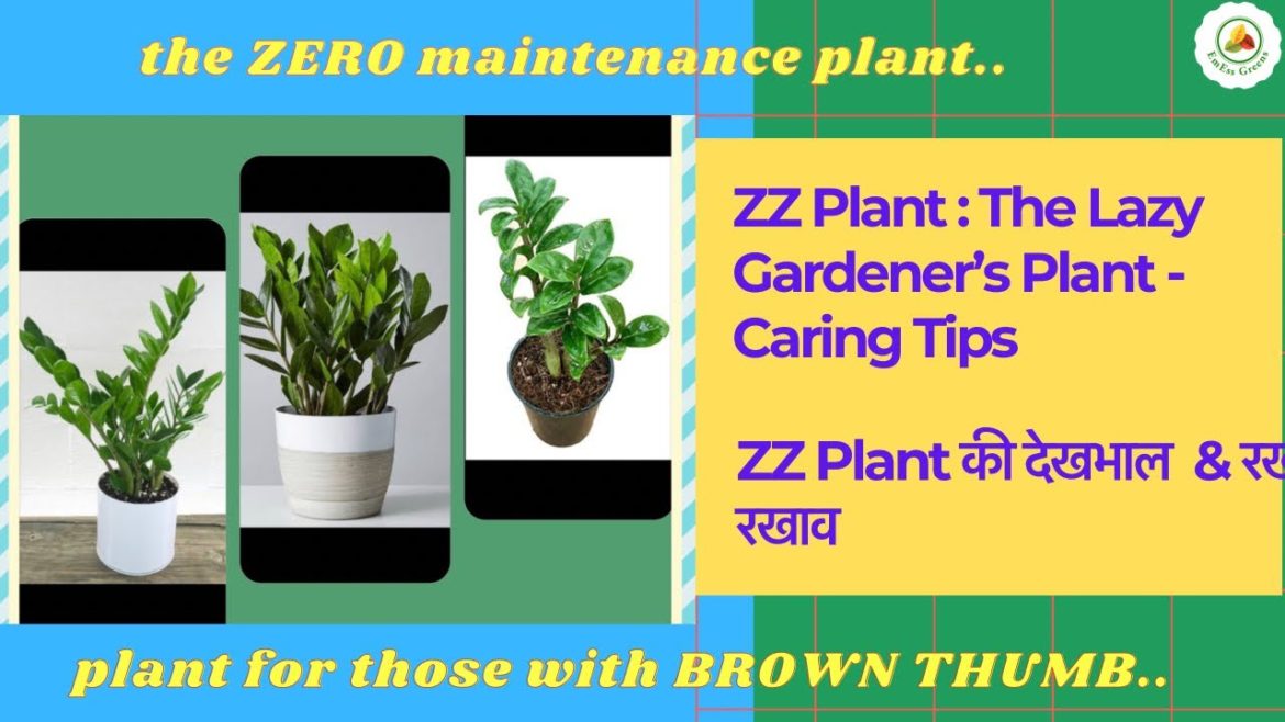 ZZ Plant : The Lazy Gardener’s Plant – Growing & Caring Tips ZZ Plant : The Lazy Gardener’s Plant - Growing & Caring Tips