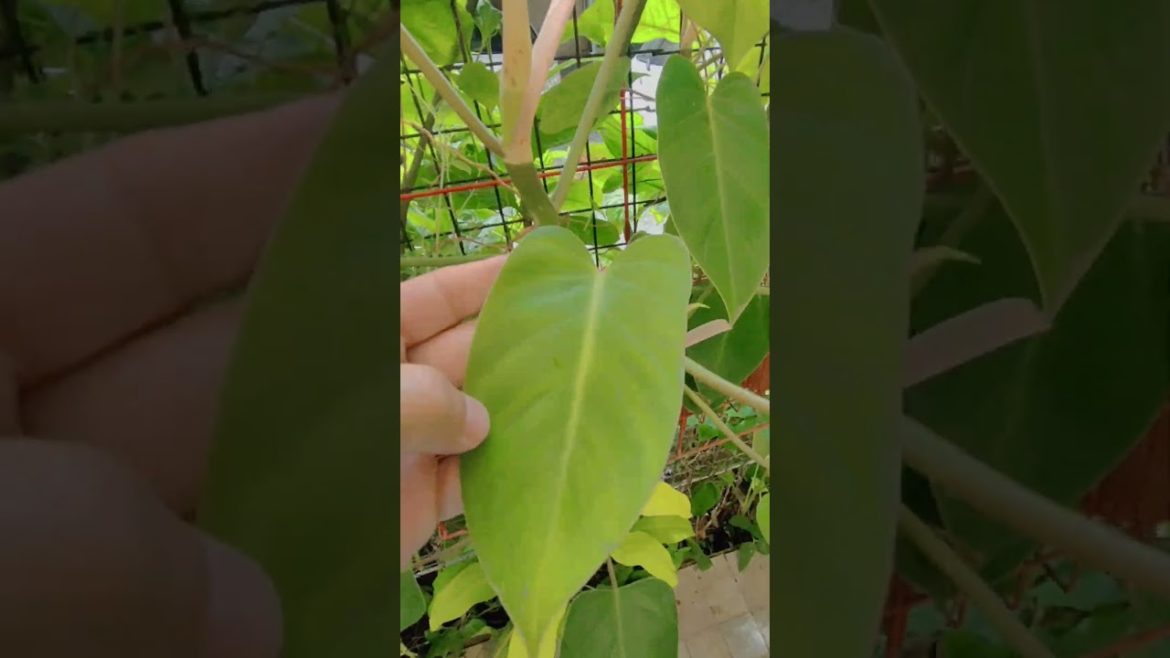 Emerald green philodendron juvenile leaves. From light to dark green. Easy to grow. 💚#plants #shorts