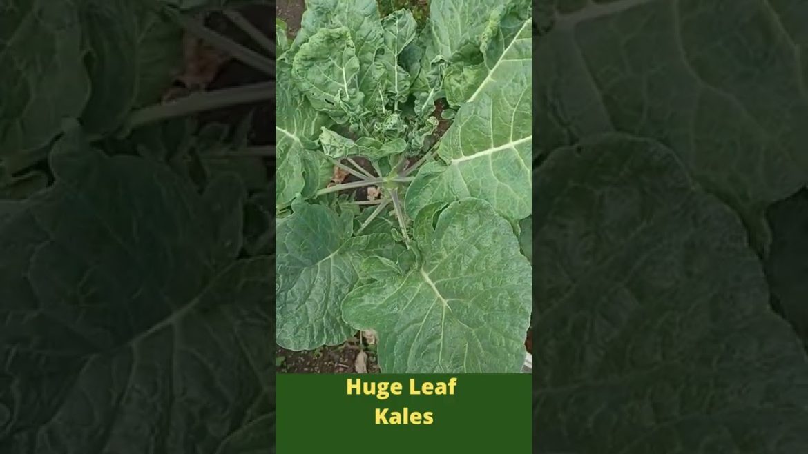 Very Huge Leafed Kales #Shorts