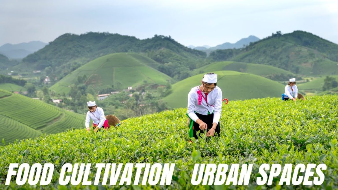 Growing food in small urban spaces Growing food in small urban spaces