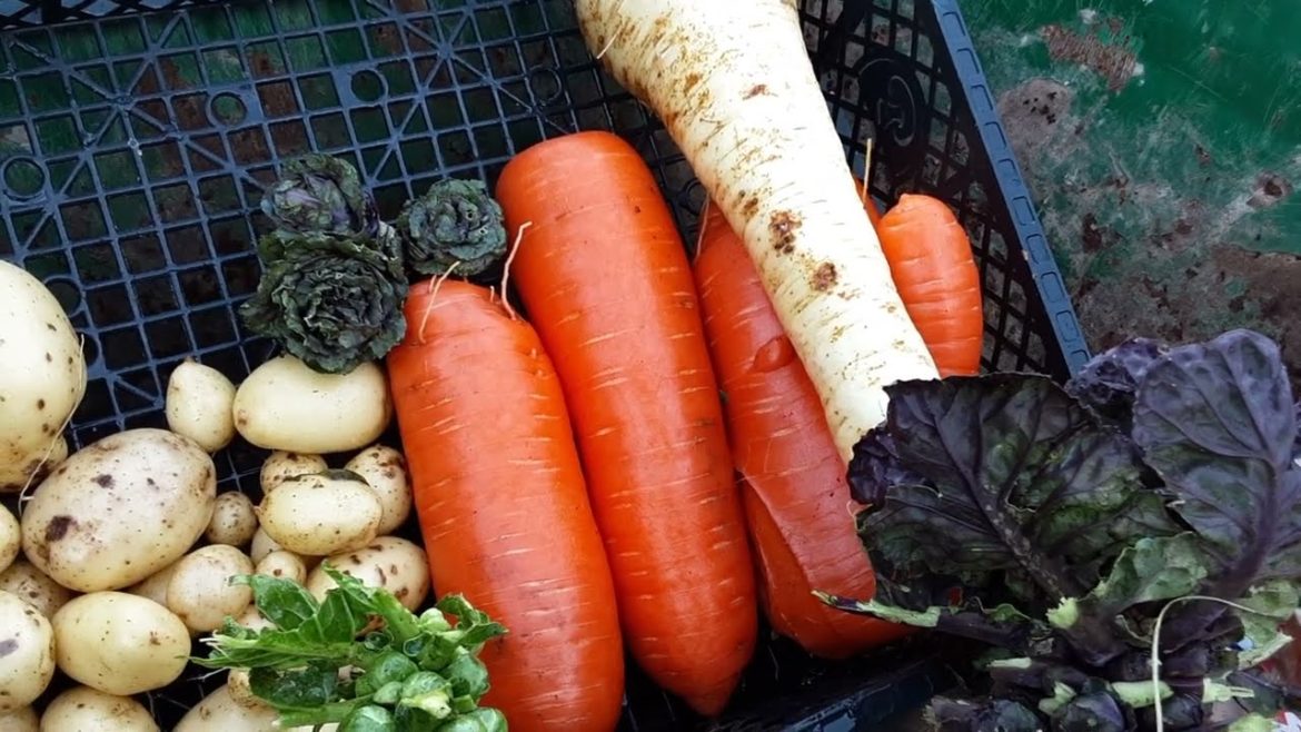 Christmas Day Vegetable Harvest 2022 ๐
Merry Christmas To All My Viewers & Subscribers ๐
Christmas Day Vegetable Harvest 2022 ๐
Merry Christmas To All My Viewers & Subscribers ๐