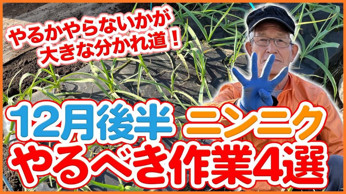 家庭菜園や農園のニンニク栽培で12月後半にやるべき作業4選!やるかやらないかで大きな分かれ道!【農園ライフ】/Tips for Growing Garlic in Late December. 家庭菜園や農園のニンニク栽培で12月後半にやるべき作業4選!やるかやらないかで大きな分かれ道!【農園ライフ】/Tips for Growing Garlic in Late December.