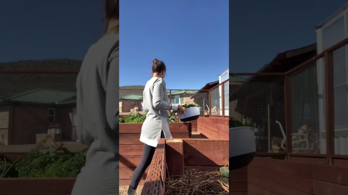 Who wants some fresh salad with these? Thankful for this harvest! #shorts #homesteading Who wants some fresh salad with these? Thankful for this harvest! #shorts #homesteading