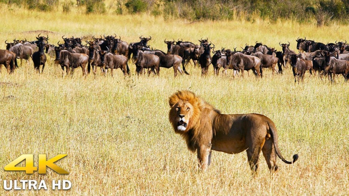 4K African Animals: Moremi Game Reserve •Wildlife Animals Lion, Leopard, Buffalo… With Real Sounds 4K African Animals: Moremi Game Reserve •Wildlife Animals Lion, Leopard, Buffalo... With Real Sounds