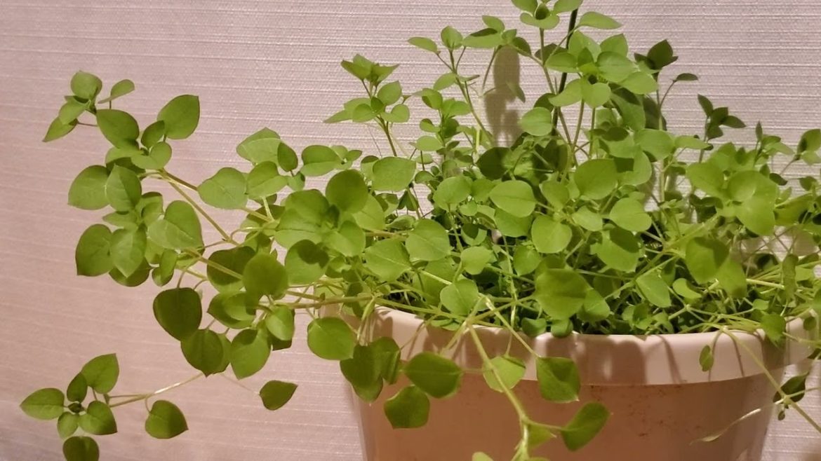 Chickweed (Stellaria Media) healing properties
