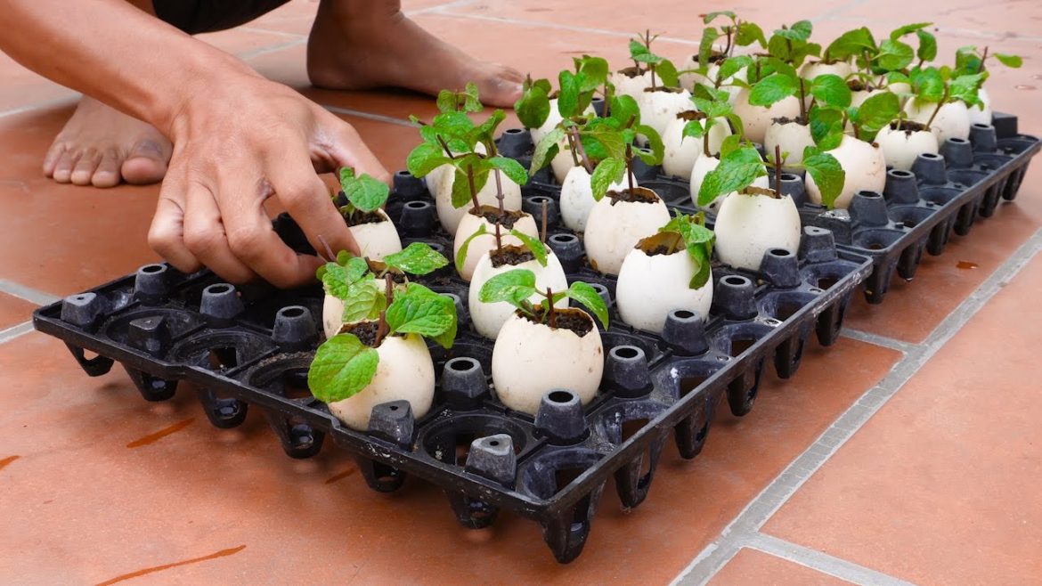 Technique Growing Mint is Very Simple, No Garden Required