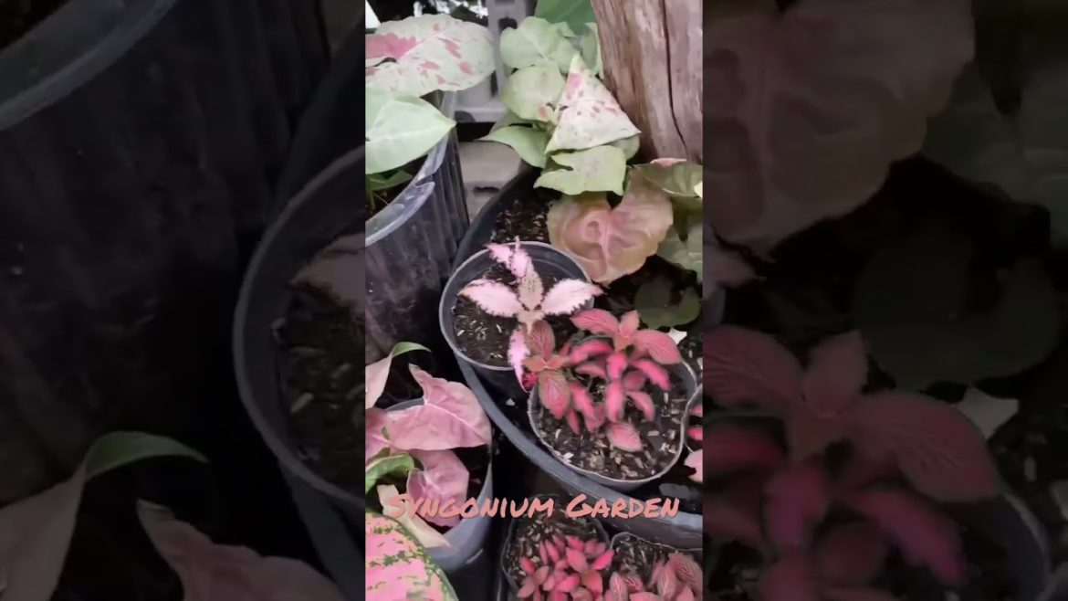 My mini Syngonium Garden #like #shorts #video #follow #love #plants #syngonium #syngoniumpink