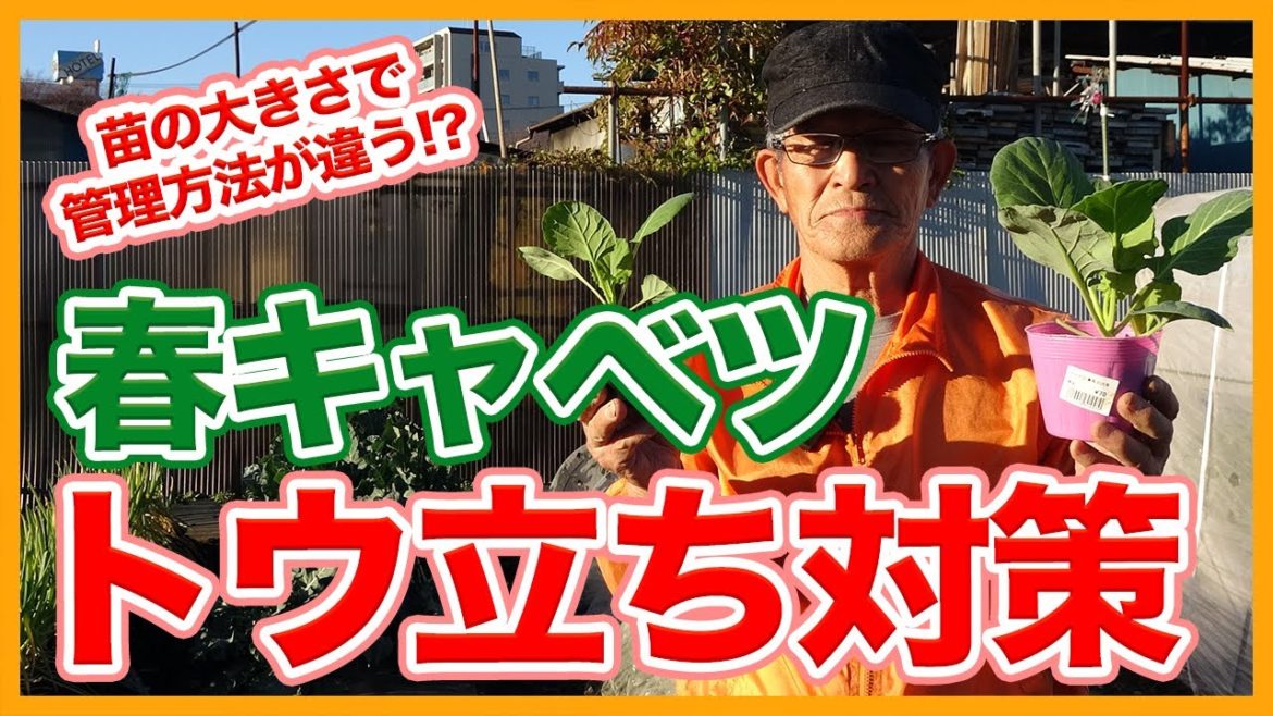 家庭菜園や農園のキャベツ栽培でトウ立ち対策!気温や苗の大きさで異なる春キャベツの管理方法を徹底解説!【農園ライフ】/Tips for preventing spring cabbage stalks. 家庭菜園や農園のキャベツ栽培でトウ立ち対策!気温や苗の大きさで異なる春キャベツの管理方法を徹底解説!【農園ライフ】/Tips for preventing spring cabbage stalks.